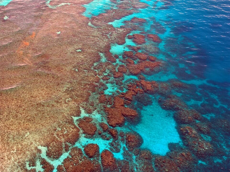 En este momento estás viendo Los arrecifes de coral: ¿Cómo se forman y cuál es su función?