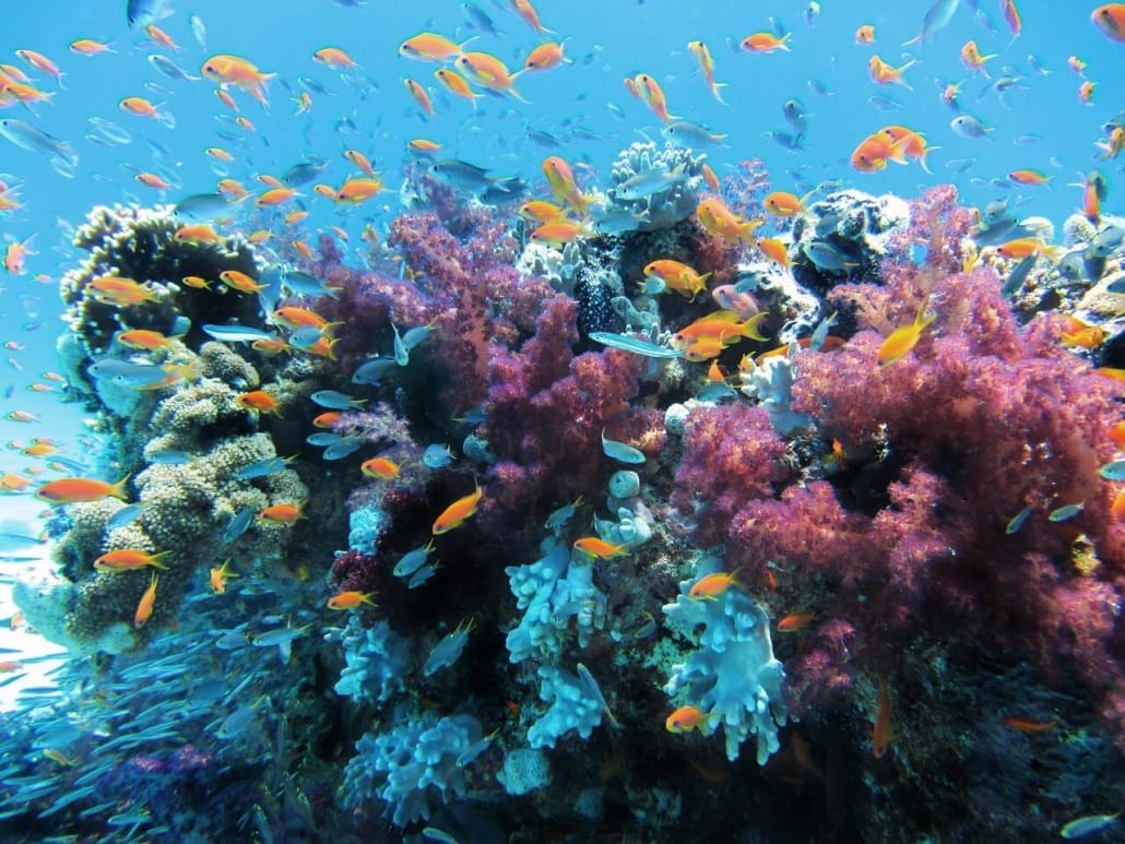 arrecife de coral en australia