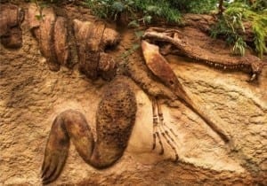 Lee más sobre el artículo Fósiles de dinosaurios en el mundo